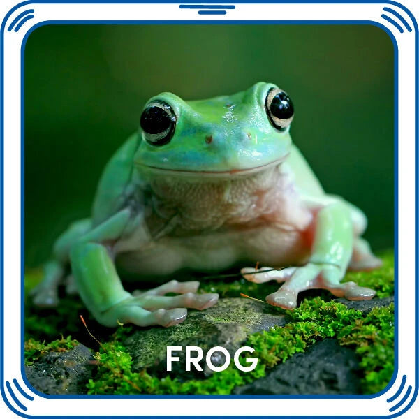 Frog Sound for Stuffed Animals | Build-A-Bear® - US 1049