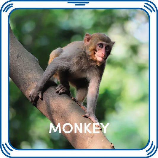 Monkey Sound - US 9337