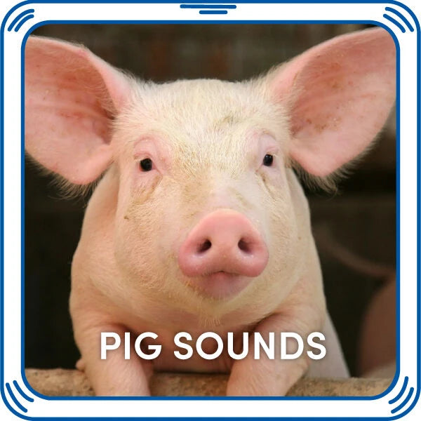 Pig Sounds for Stuffed Animals| Build-A-Bear® - US 1667