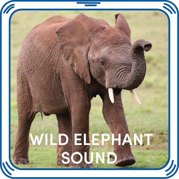 Wild Elephant Stuffed Animal Sound Chip | Shop Now at Build-A-Bear® - US 9878