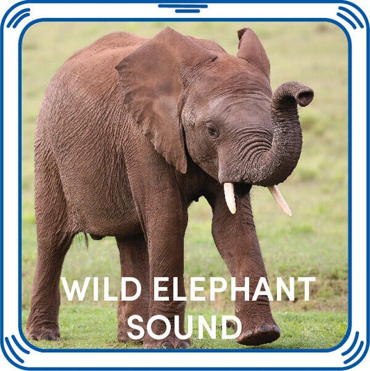 Wild Elephant Stuffed Animal Sound Chip | Shop Now at Build-A-Bear® - US 9878
